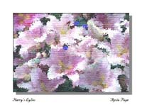 Agota Page, Photo Art