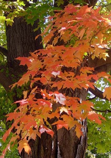 leafs