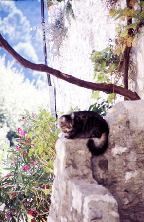 Grassecat