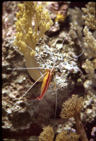 Monacocrab