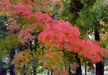 nyfall2001_1