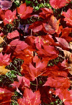 nyfall2001_5