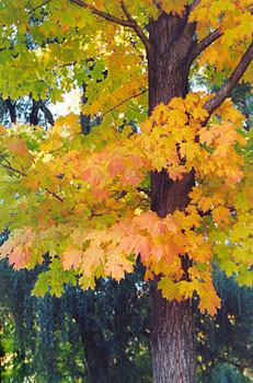 tree