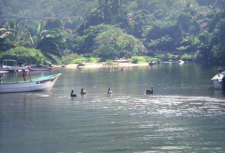 pvlagoon