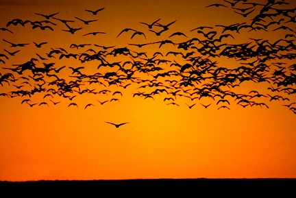 Snow Geese Sunrise