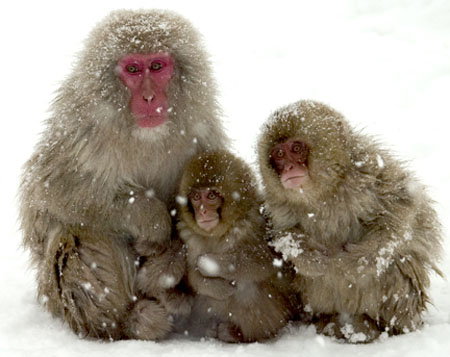 Snow Monkey Family