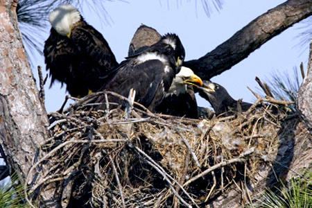 Bald Eagles Feeding