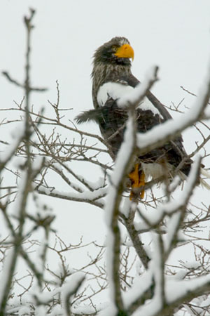 Stellar Eagle in Winter