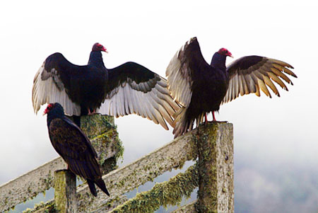 TTurkey Vultures Drying their Wings