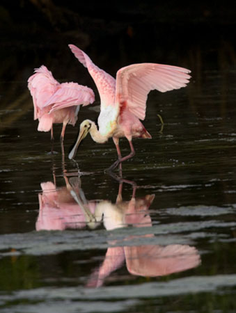 Spreading Wings of a Spoonbill